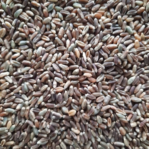 Black Wheat Seeds