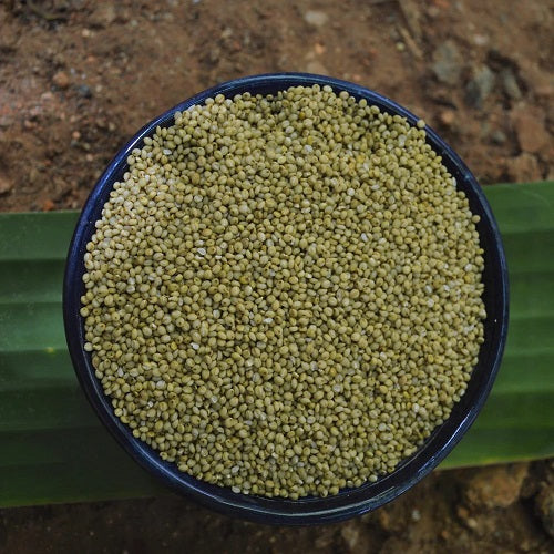 Brown Top Millet Seeds