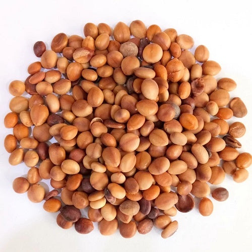 Cassia Nodosa Seeds