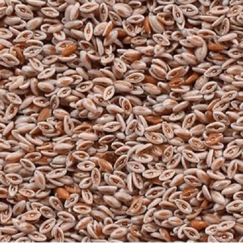 Isabgol Seeds