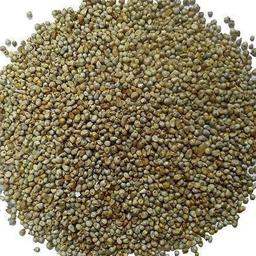 Bajra Millet Seeds