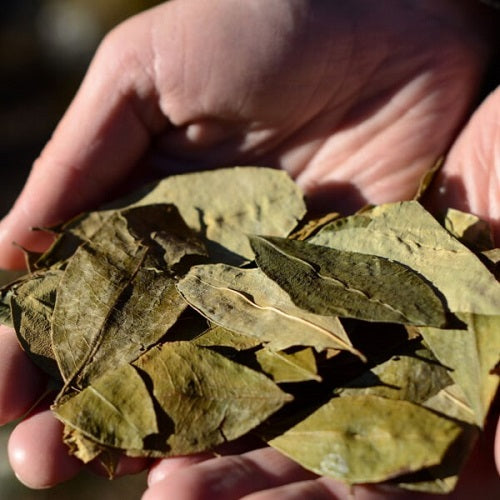 Salvia Divinorum Dried Leaves
