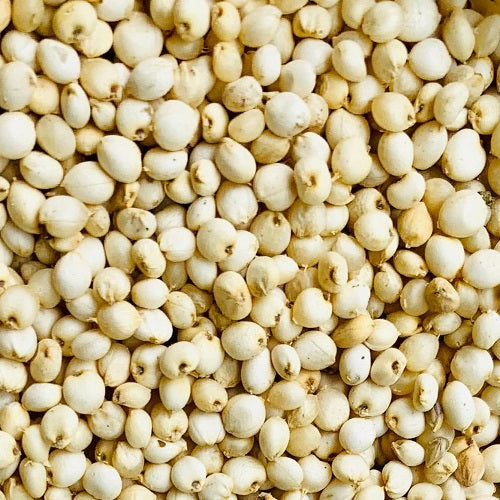 Sorghum Millet Seeds