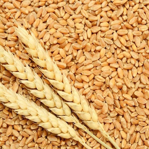 Wheat Seeds