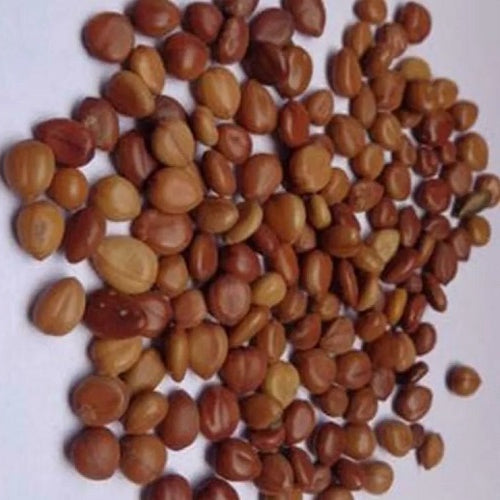 Cassia Seeds