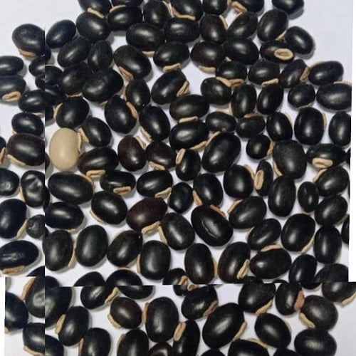 Mucuna Pruriens Seeds