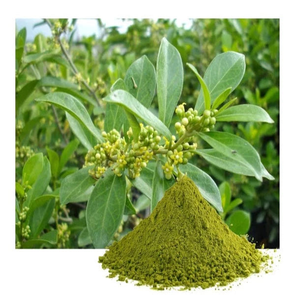 Gymnema Extract Powder